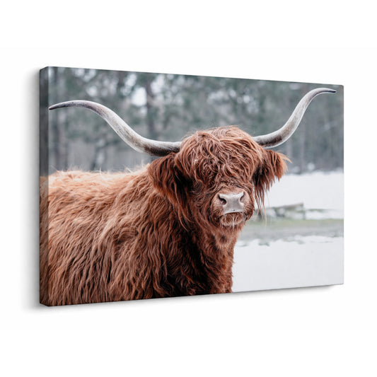 A Highland Hello - Fine Art Giclee Print on Gallery Wrapped Canvas, 27" x 36"