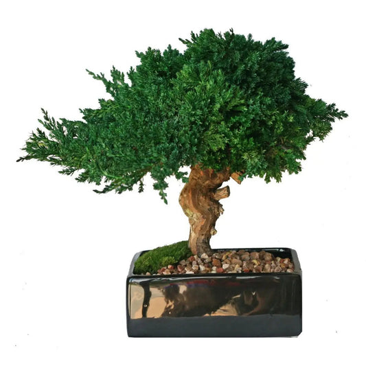 Preserved Monterey Bonsai Single - Zero Maintenance