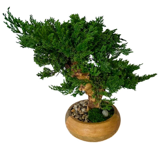 Double Monterey Preserved Bonsai, Natural