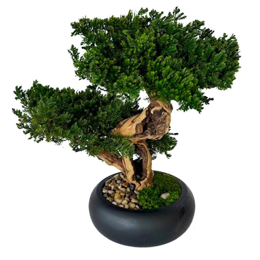 Double Monterey Preserved Bonsai, Black
