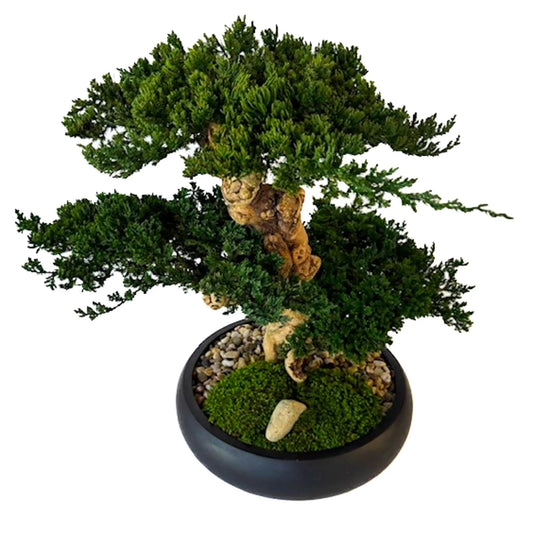 Preserved Triple Bonsai Tree in 13" Mango Wood Bowl, Black