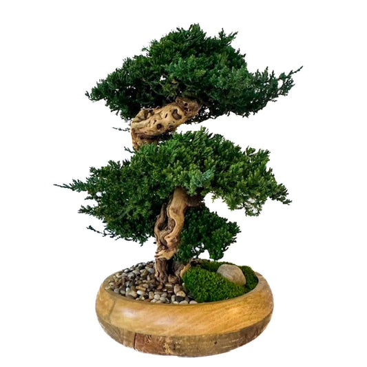Preserved Triple Bonsai Tree in 13" Mango Wood Bowl, Natural