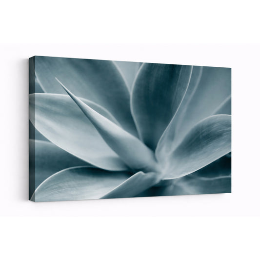 Cool Agave - Fine Art Giclee Print on Gallery Wrapped Canvas, 15" x 20"