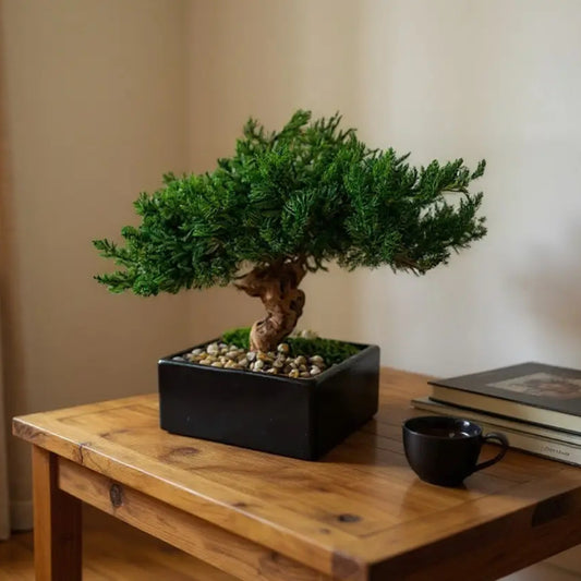Preserved Monterey Bonsai Single - Zero Maintenance
