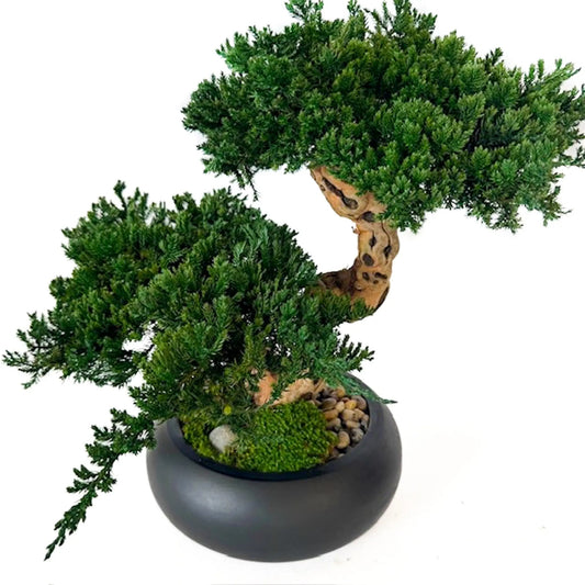 Double Monterey Preserved Bonsai, Black