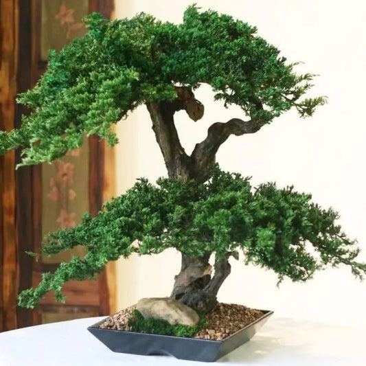 Preserved Monterey Bonsai - Double Double