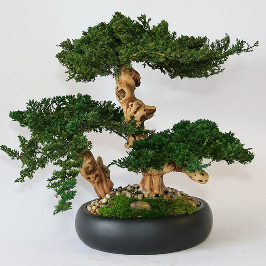 Preserved Triple Bonsai Tree in 13" Mango Wood Bowl, Black