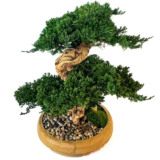 Preserved Triple Bonsai Tree in 13" Mango Wood Bowl, Natural