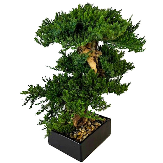 Preserved Triple Monterey Bonsai