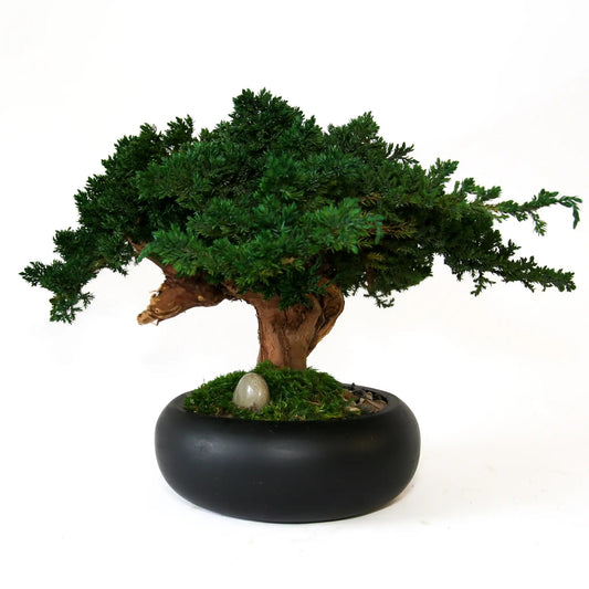 Preserved Bonsai Tree in 8" Mango Wood Bowl Black