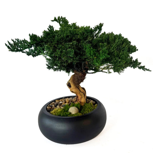 Preserved Bonsai Tree in 8" Mango Wood Bowl Black