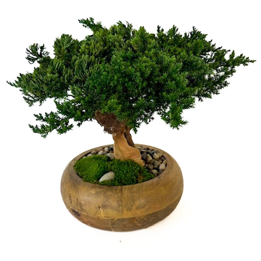Preserved Bonsai Tree in 8" Mango Wood, Natural