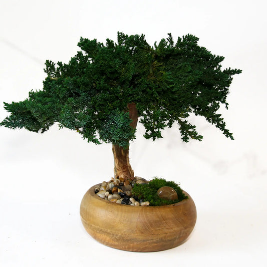 Preserved Bonsai Tree in 8" Mango Wood, Natural