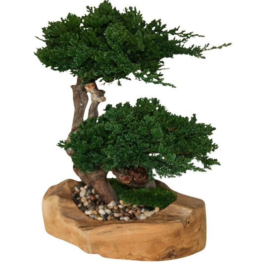 Double Preserved Juniper Bonsai in Live Edge Teak Bowl