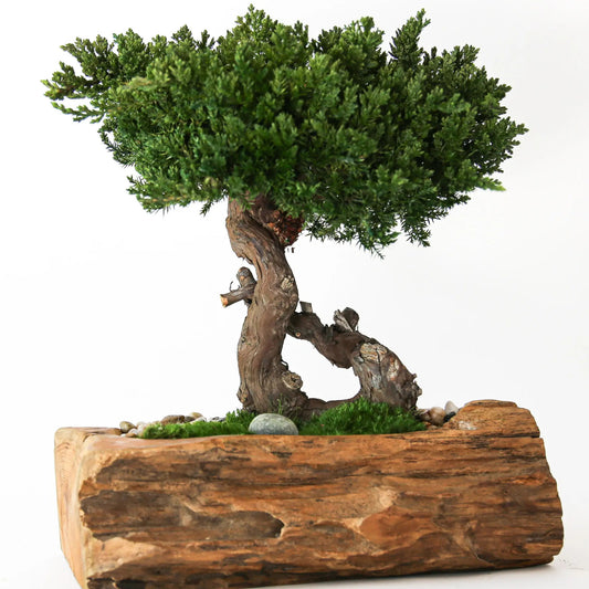 Single Preserved Juniper Bonsai in Live Edge Teak Bowl