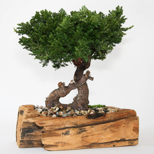 Single Preserved Juniper Bonsai in Live Edge Teak Bowl
